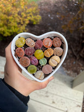 Load image into Gallery viewer, Lithops sp Heart Combo - April Farm/Rare Succulents