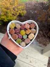 Load image into Gallery viewer, Lithops sp Heart Combo - April Farm/Rare Succulents