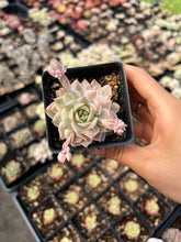 Load image into Gallery viewer, Echeveria Halbingeri Variegated - April Farm/Rare Succulents