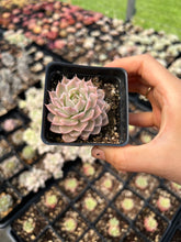 Load image into Gallery viewer, Echeveria Halbingeri Variegated - April Farm/Rare Succulents