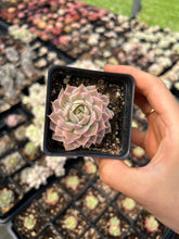 Load image into Gallery viewer, Echeveria Halbingeri Variegated - April Farm/Rare Succulents
