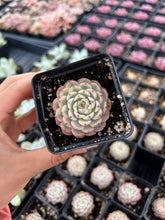 Load image into Gallery viewer, Echeveria Variegated white Minima - April Farm/Rare Succulents