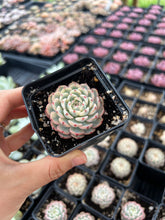 Load image into Gallery viewer, Echeveria Variegated white Minima - April Farm/Rare Succulents