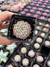 Load image into Gallery viewer, Echeveria Variegated white Minima - April Farm/Rare Succulents
