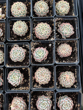 Load image into Gallery viewer, Echeveria Variegated white Minima - April Farm/Rare Succulents