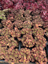 Load image into Gallery viewer, Aeonium Cream Tea/Sweet Tea - April Farm/Rare Succulents