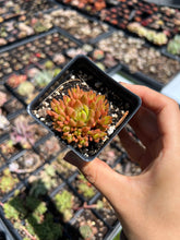 Load image into Gallery viewer, Orostachys Chanetii green - April Farm/Rare Succulent