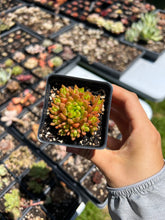Load image into Gallery viewer, Orostachys Chanetii green - April Farm/Rare Succulent