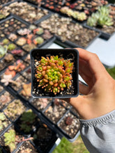 Load image into Gallery viewer, Orostachys Chanetii green - April Farm/Rare Succulent