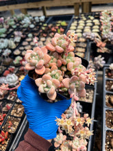 Load image into Gallery viewer, Graptosedum Miul large cluster - April Farm/Rare Succulents