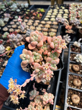 Load image into Gallery viewer, Graptosedum Miul large cluster - April Farm/Rare Succulents