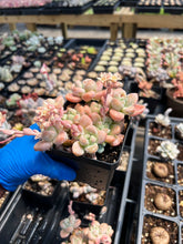 Load image into Gallery viewer, Graptosedum Miul large cluster - April Farm/Rare Succulents