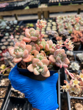 Load image into Gallery viewer, Graptosedum Miul large cluster - April Farm/Rare Succulents