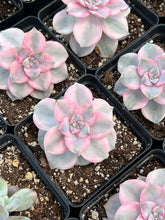 Load image into Gallery viewer, Echeveria Purple Delight Variegated - April Farm/Rare Succulents