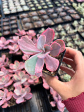 Load image into Gallery viewer, Echeveria Angel Wing single head - April Farm/Rare Succulents