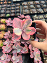 Load image into Gallery viewer, Echeveria Angel Wing single head - April Farm/Rare Succulents