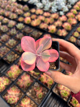 Load image into Gallery viewer, Echeveria Angel Wing single head - April Farm/Rare Succulents
