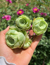 Load image into Gallery viewer, Aeonium variegated Greenovia - April Farm/Rare Succulents