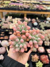 Load image into Gallery viewer, Sedum pachy "Rose Star" - April Farm/Rare Succulents