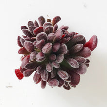 Load image into Gallery viewer, Crassula pubescens ssp. pubescens - April Farm/Rare Succulent