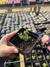 Load image into Gallery viewer, Drosanthemum sp 6 k sw Kliprand (sugar ball) - April Farm/Rare Succulents
