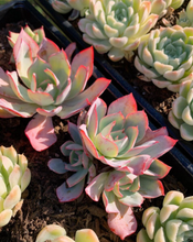 Load image into Gallery viewer, Echeveria Blue light - April Farm/Rare Succulents