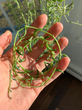 Load image into Gallery viewer, Senecio radicans (cutting) - April Farm/Rare Succulent