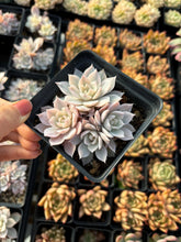 Load image into Gallery viewer, Echeveria Subsessilis variegated small cluster - April Farm/Rare Succulents