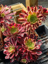 Load image into Gallery viewer, Aeonium Eucarie - April Farm/Rare Succulents