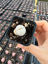 Load image into Gallery viewer, Dinteranthus Wilmottianus - April Farm/Rare Succulents