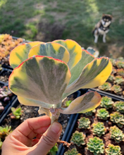 Load image into Gallery viewer, Cotyledon undulata variegated hybrids - April Farm/Rare Succulents