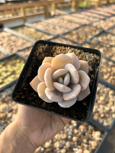 Load image into Gallery viewer, Echeveria Cream Tea - April Farm/Rare Succulents