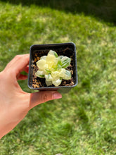 Load image into Gallery viewer, Haworthia variegated cooperi - April Farm/Rare Succulents