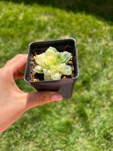 Load image into Gallery viewer, Haworthia variegated cooperi - April Farm/Rare Succulents