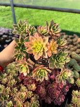Load image into Gallery viewer, Aeonium Cream Tea/Sweet Tea - April Farm/Rare Succulents