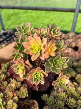Load image into Gallery viewer, Aeonium Cream Tea/Sweet Tea - April Farm/Rare Succulents