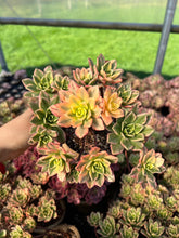 Load image into Gallery viewer, Aeonium Cream Tea/Sweet Tea - April Farm/Rare Succulents