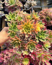 Load image into Gallery viewer, Aeonium Cream Tea/Sweet Tea - April Farm/Rare Succulents