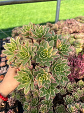 Load image into Gallery viewer, Aeonium Cream Tea/Sweet Tea - April Farm/Rare Succulents