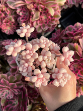 Load image into Gallery viewer, Graptopetalum Mendoza small cluster cutting - April Farm/Rare Succulents