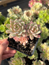 Load image into Gallery viewer, Echeveria Pink Belle - April Farm/Rare Succulents