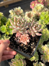 Load image into Gallery viewer, Echeveria Pink Belle - April Farm/Rare Succulents