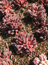 Load image into Gallery viewer, Crassula pubescens ssp. pubescens - April Farm/Rare Succulent