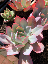Load image into Gallery viewer, Echeveria Blue light - April Farm/Rare Succulents
