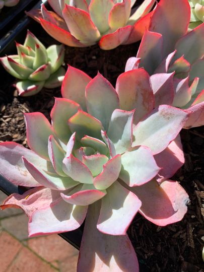 blue light for succulents Echeveria Blue light