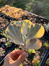 Load image into Gallery viewer, Cotyledon undulata variegated hybrids - April Farm/Rare Succulents