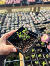 Load image into Gallery viewer, Drosanthemum sp 6 k sw Kliprand (sugar ball) - April Farm/Rare Succulents