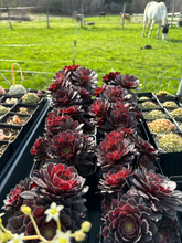 Load image into Gallery viewer, Aeonium black cluster - April Farm/Rare Succulents