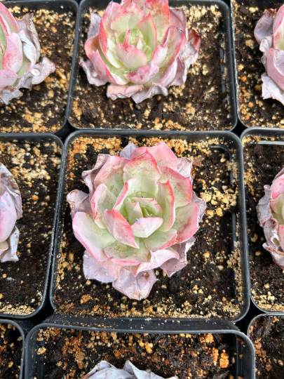korean rose succulent Echeveria White Rose (single head)