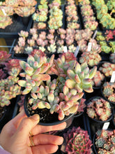 Load image into Gallery viewer, Pachyphytum garciae “apple cheese” - April Farm/Rare Succulents